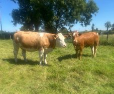 Springing and incalf heifers