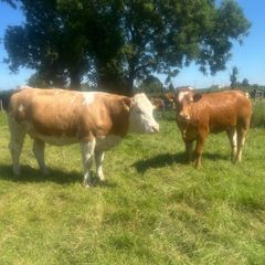 Springing and incalf heifers