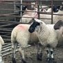 Mule x Suffolk Ewe Lambs Image 2