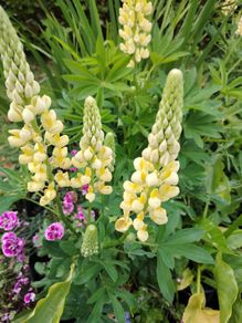 Lupinus Chandelier Yellow