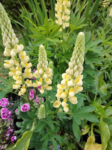 Lupinus Chandelier Yellow