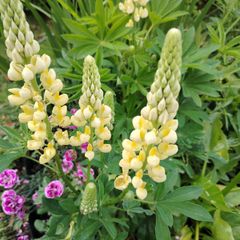plant