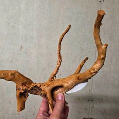 Red Moor Wood Mini 10-15cm