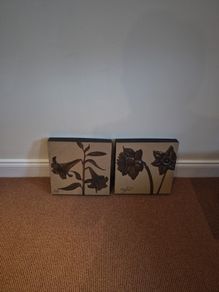 Genesis pictures