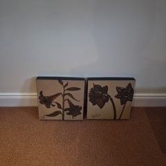 Genesis pictures