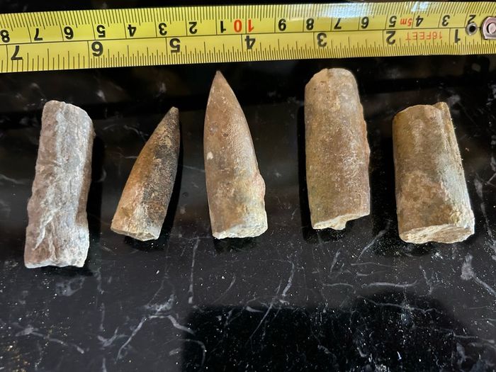 Collection of Belemnite Fossils