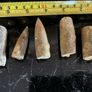 Collection of Belemnite Fossils Image 2
