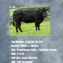 Livestock Image 8