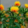 seeds. tropical and subtropical plant seeds Image 4