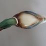 Mallard Duck Image 3
