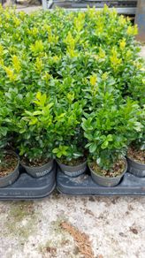 Box Hedging