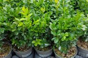 Box Hedging