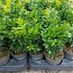 Box Hedging