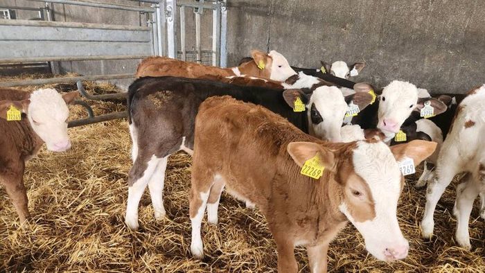 Calves