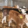 Calves Image 6