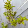 garden plants Image 2
