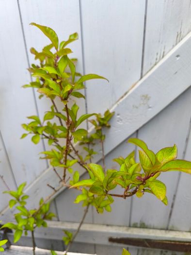 garden plants