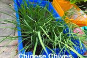 outdoor plant