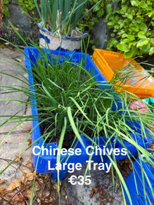 outdoor plant