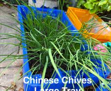 outdoor plant