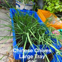 outdoor plant