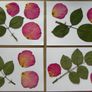 Roses - Pressed Flowers for Crafting: Petals, Leaves, Half Flowers, Full Flower Image 6