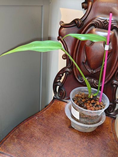 Monstera Burle Marx Flame base cut
