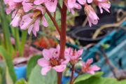 Bergenia