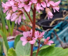 Bergenia