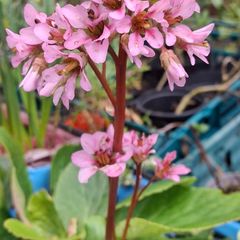 Bergenia