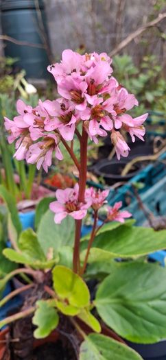 Bergenia