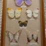 Vintage Framed Real Butterfly Collection With 8 Labelled Specimens Image 2