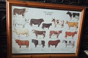 1979 Frederick Warne "Farm Animals Cattle" framed print