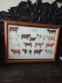 1979 Frederick Warne "Farm Animals Cattle" framed print