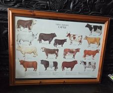 1979 Frederick Warne "Farm Animals Cattle" framed print