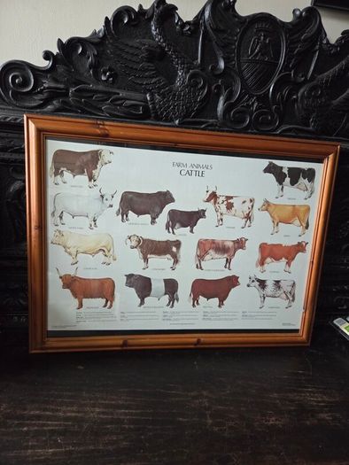 1979 Frederick Warne "Farm Animals Cattle" framed print