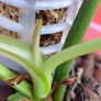 Philodendron Whipple Way mint Image 7