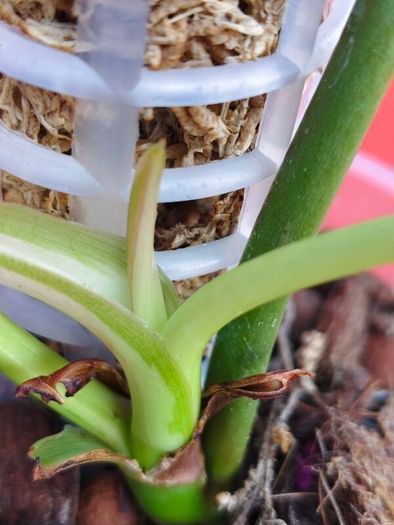 Philodendron Whipple Way mint