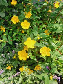St. John's Wort 'Hidcote' - Hypericum hidcoteense