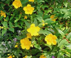 St. John's Wort 'Hidcote' - Hypericum hidcoteense