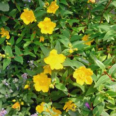 St. John's Wort 'Hidcote' - Hypericum hidcoteense