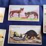 Collector Cards. Chivers Wild Wisdom in Africa Cards. Image 2