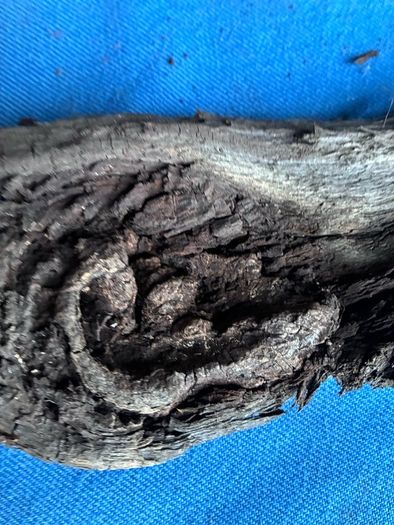 bog oak