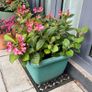 Hydrangea French Can Can doing well in 2nd summer in pot Image 9