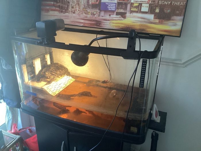 Turtle seeking new home