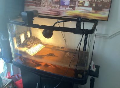 Turtle seeking new home
