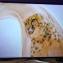 Samsung UE50 MU6120K 50" Image 3