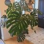 Monstera Image 3