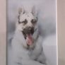 various mounted animal prints wild and tame Image 3