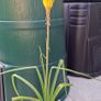 Red Hot Poker in a pot in flower now 1/8/2026 Image 2